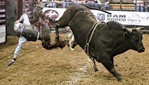 bull kicking rider