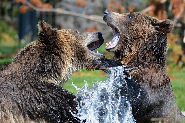 bears playing