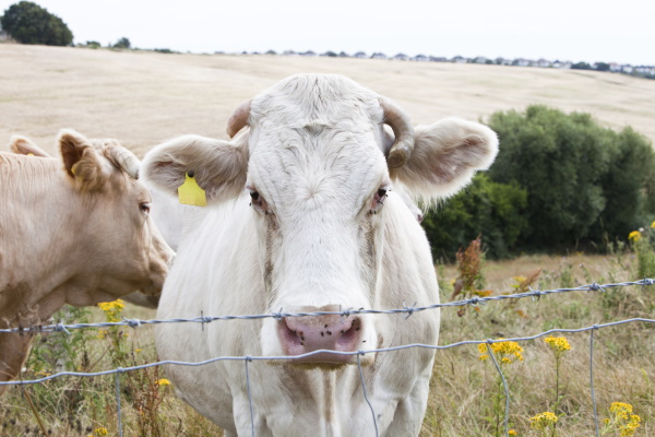 a cow by a fence